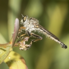 Cerdistus sp. (genus) (Slender Robber Fly) at Higgins, ACT - 22 Dec 2022 by AlisonMilton