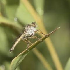 Cerdistus sp. (genus) at Higgins, ACT - 22 Dec 2022