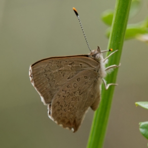 Paralucia pyrodiscus at Kowen, ACT - 29 Dec 2022