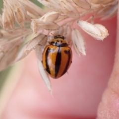 Micraspis frenata (Striped Ladybird) at Murrumbateman, NSW - 28 Dec 2022 by SimoneC