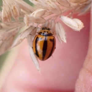 Micraspis frenata at Murrumbateman, NSW - 28 Dec 2022