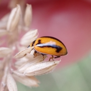 Micraspis frenata at Murrumbateman, NSW - 28 Dec 2022