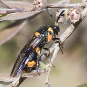 Pterygophorus cinctus at Hawker, ACT - 27 Dec 2022