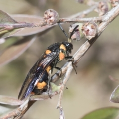 Pterygophorus cinctus at Hawker, ACT - 27 Dec 2022