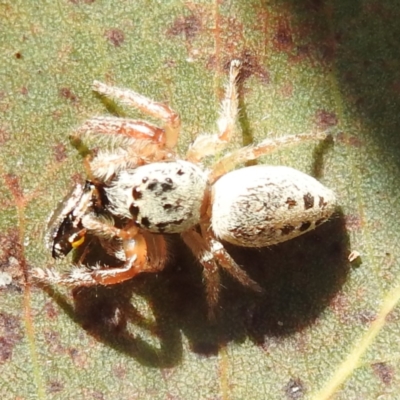 Opisthoncus sexmaculatus (Six-marked jumping spider) at Kambah, ACT - 28 Dec 2022 by HelenCross