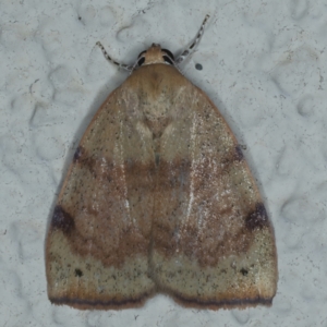 Detounda leptoplasta at Ainslie, ACT - 25 Dec 2022