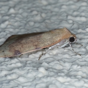 Detounda leptoplasta at Ainslie, ACT - 25 Dec 2022