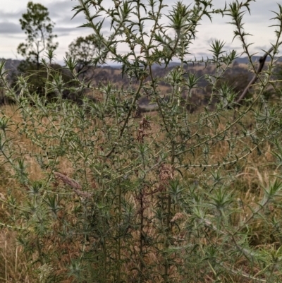 Carthamus lanatus (Saffron Thistle) at Watson, ACT - 29 Dec 2022 by sbittinger