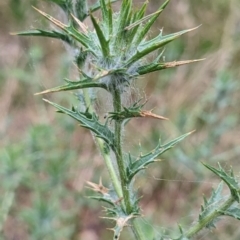 Carthamus lanatus at Watson, ACT - 29 Dec 2022 06:43 AM