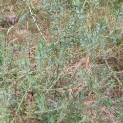 Carthamus lanatus at Watson, ACT - 29 Dec 2022 06:43 AM