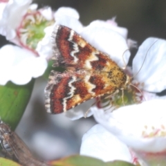 Oenogenes fugalis (A Pyralid moth) at Brindabella, NSW - 28 Dec 2022 by Harrisi