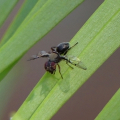 Pogonortalis doclea (Boatman fly) at Braemar, NSW - 25 Dec 2022 by Curiosity