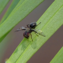 Pogonortalis doclea (Boatman fly) at Braemar, NSW - 24 Dec 2022 by Curiosity