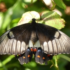 Papilio aegeus (Orchard Swallowtail, Large Citrus Butterfly) at Braemar, NSW - 24 Dec 2022 by Curiosity