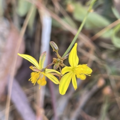 Tricoryne elatior (Yellow Rush Lily) at Broadway TSR N.S.W. - 27 Dec 2022 by JaneR