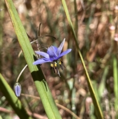 Dianella revoluta (Black-Anther Flax Lily) at Broadway TSR - 27 Dec 2022 by JaneR