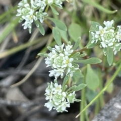 Poranthera microphylla (Small Poranthera) at Broadway TSR - 27 Dec 2022 by JaneR