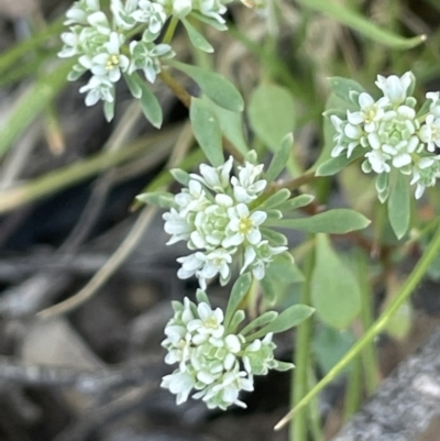 Poranthera microphylla (Small Poranthera) at Broadway TSR - 27 Dec 2022 by JaneR