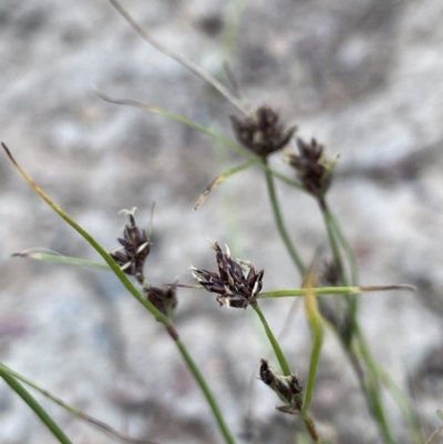 Schoenus apogon (Common Bog Sedge) at Broadway TSR - 27 Dec 2022 by JaneR