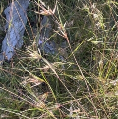 Themeda triandra (Kangaroo Grass) at Broadway TSR - 27 Dec 2022 by JaneR