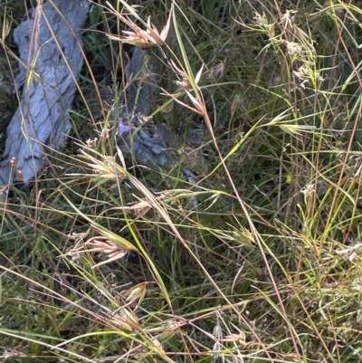 Themeda triandra (Kangaroo Grass) at Broadway TSR N.S.W. - 27 Dec 2022 by JaneR