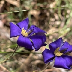 Cheiranthera linearis (Finger Flower) at Broadway TSR - 27 Dec 2022 by JaneR