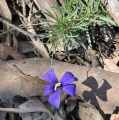 Cheiranthera linearis at Broadway, NSW - 27 Dec 2022