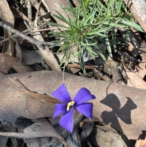 Cheiranthera linearis at Broadway, NSW - 27 Dec 2022