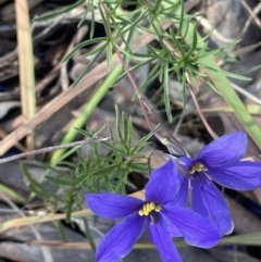 Cheiranthera linearis at Broadway, NSW - 27 Dec 2022 04:03 PM