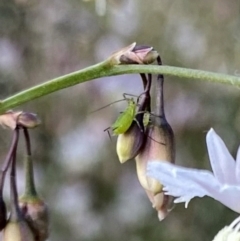 Aphididae (family) (Unidentified aphid) at Googong, NSW - 28 Dec 2022 by Wandiyali