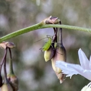 Aphididae (family) at Googong, NSW - suppressed