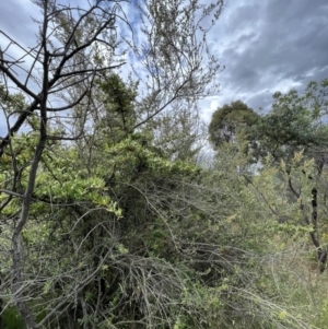 Pyracantha angustifolia at Stromlo, ACT - 21 Dec 2022