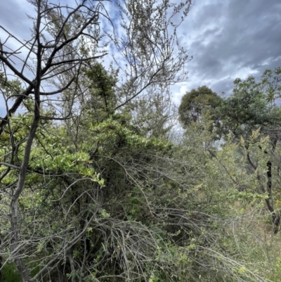 Pyracantha angustifolia (Firethorn, Orange Firethorn) at Stromlo, ACT - 21 Dec 2022 by JimL