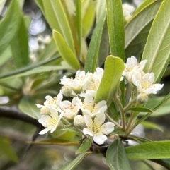 Pyracantha angustifolia at Stromlo, ACT - 21 Dec 2022 05:46 PM