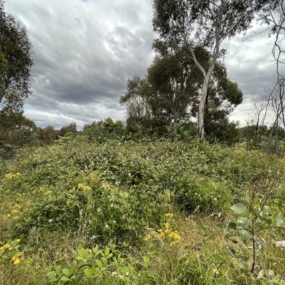 Rubus anglocandicans (Blackberry) at Stromlo, ACT - 21 Dec 2022 by JimL