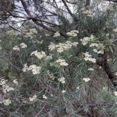 Cassinia longifolia at Stromlo, ACT - 21 Dec 2022 05:54 PM