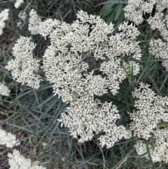 Cassinia longifolia at Stromlo, ACT - 21 Dec 2022 05:54 PM