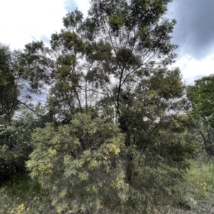 Acacia mearnsii at Stromlo, ACT - 21 Dec 2022