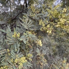 Acacia mearnsii at Stromlo, ACT - 21 Dec 2022