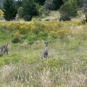 Macropus giganteus at Stromlo, ACT - 21 Dec 2022