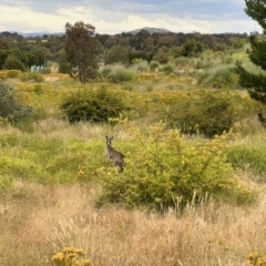 Macropus giganteus at Stromlo, ACT - 21 Dec 2022