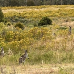 Macropus giganteus at Stromlo, ACT - 21 Dec 2022