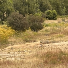 Vanellus miles at Stromlo, ACT - 21 Dec 2022 06:25 PM