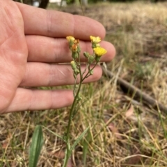 Crepis capillaris (Smooth Hawksbeard) at Higgins, ACT - 30 Dec 2022 by MattM