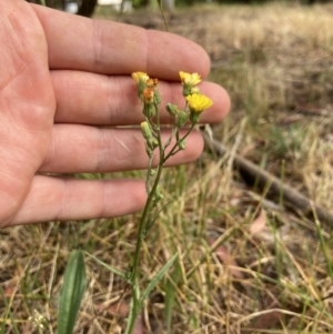 Crepis capillaris at Higgins, ACT - 30 Dec 2022 09:54 AM