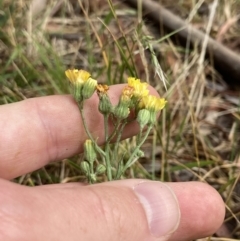 Crepis capillaris at Higgins, ACT - 30 Dec 2022 09:54 AM