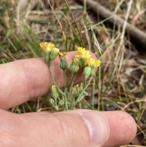 Crepis capillaris at Higgins, ACT - 30 Dec 2022