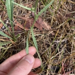 Crepis capillaris at Higgins, ACT - 30 Dec 2022 09:54 AM