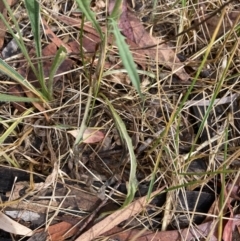 Crepis capillaris at Higgins, ACT - 30 Dec 2022