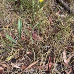 Crepis capillaris at Higgins, ACT - 30 Dec 2022 09:54 AM